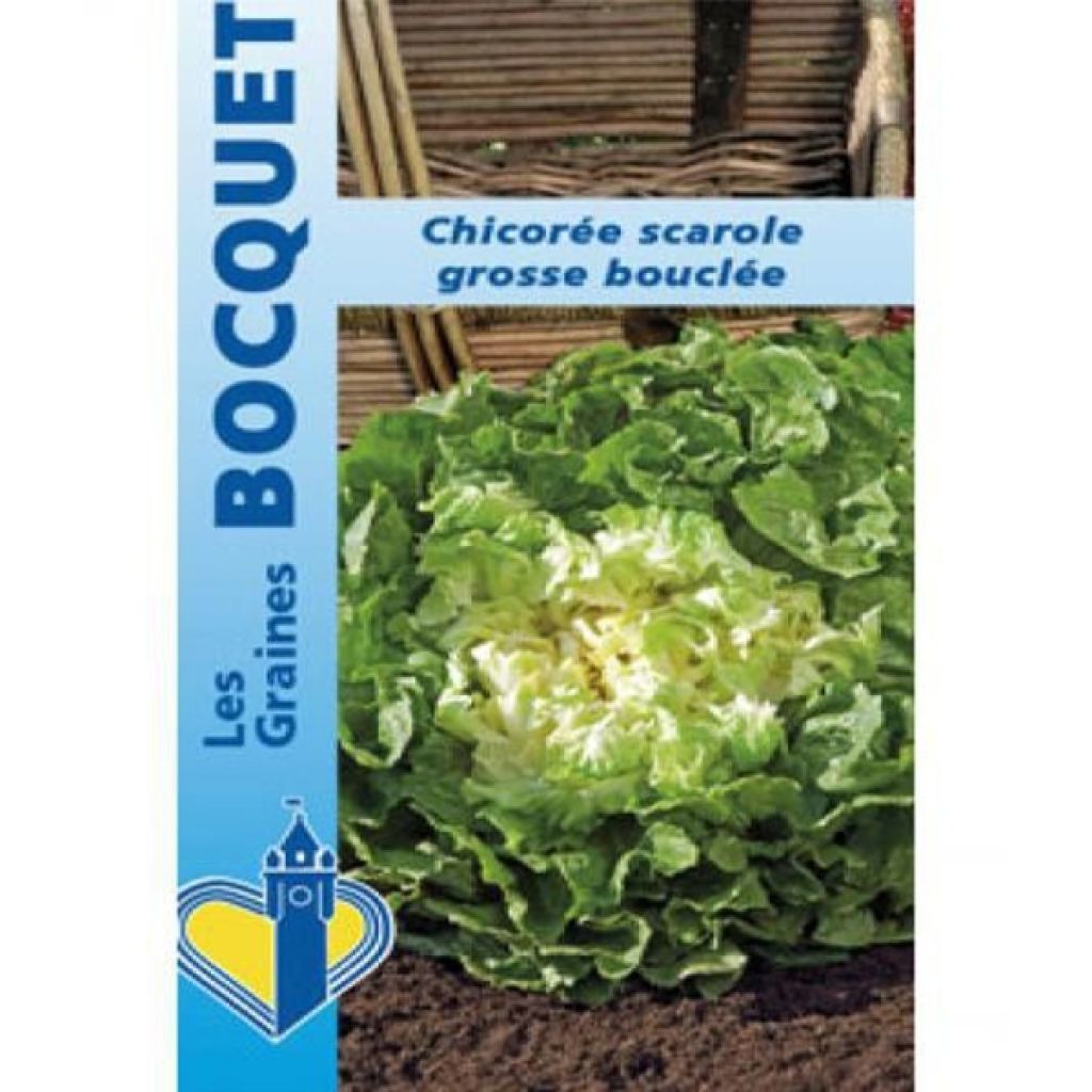 Chicória Escarola Grossa Crespa