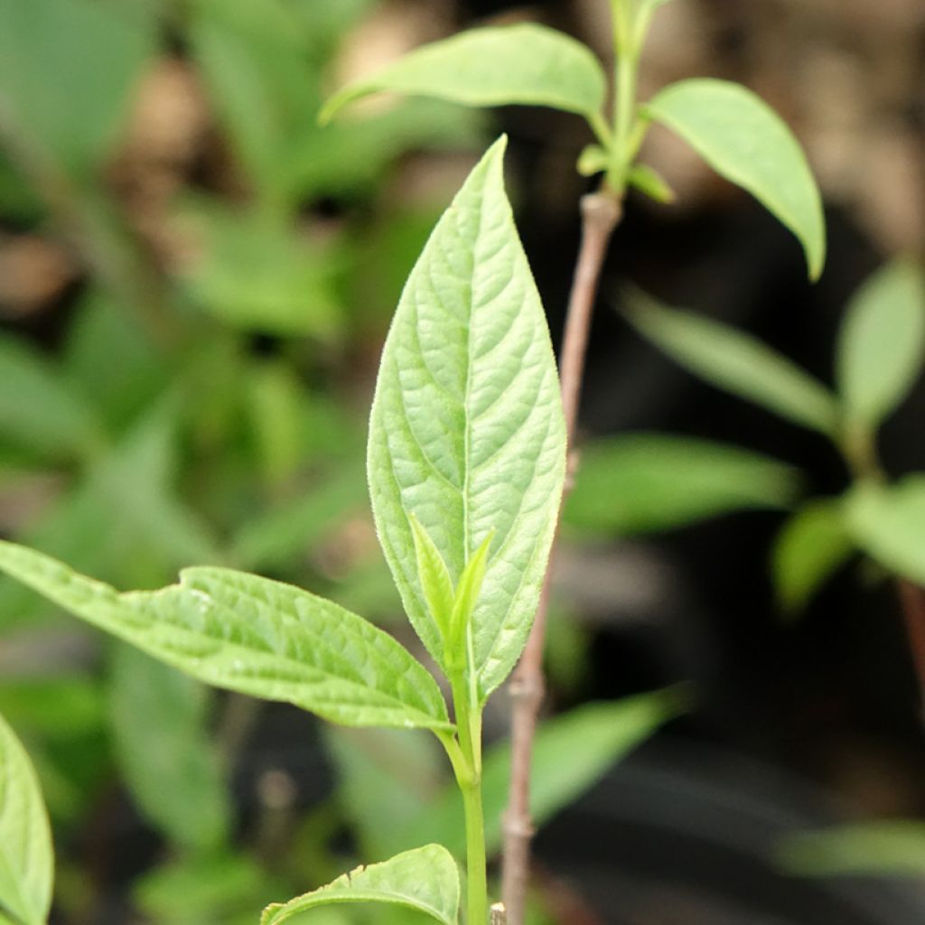 Chimonanthus praecox