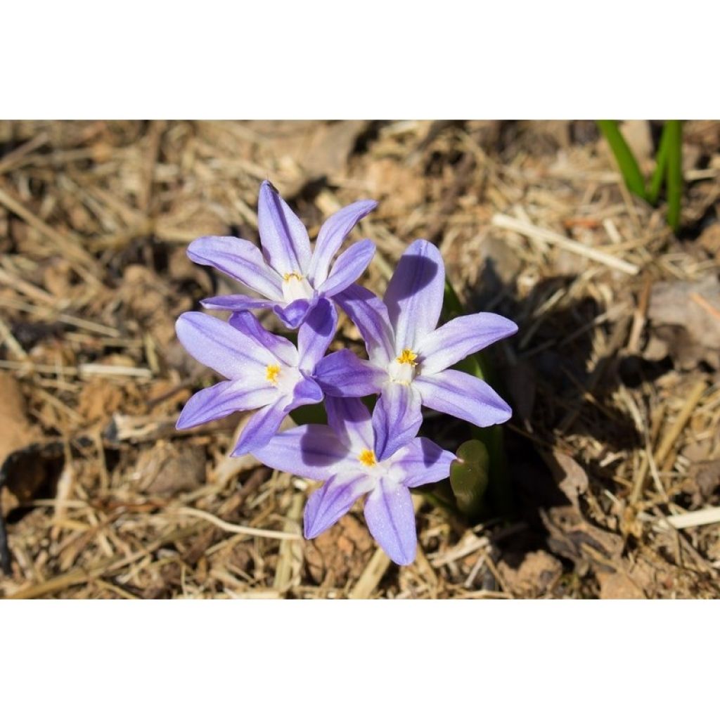 Chionodoxa forbesii Violet Beauty