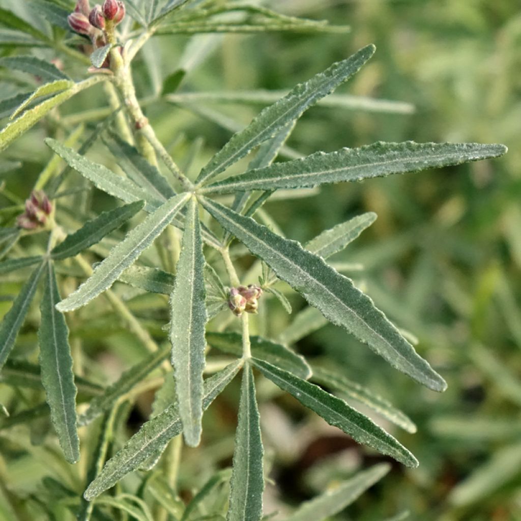 Laranjeira-do-México Little Bee - Choisya