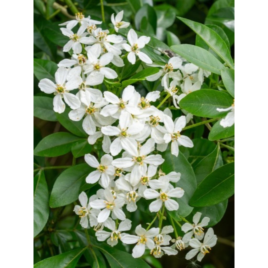 Laranjeira-do-México - Choisya ternata