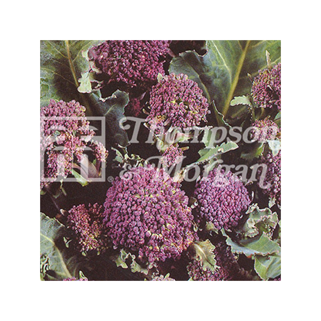 Chou Brocoli Red Arrow