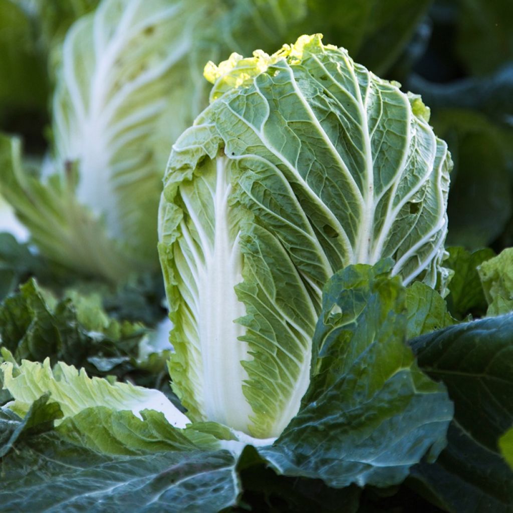 Couve-chinesa Pe Tsai Spectrum F1 Vilmorin