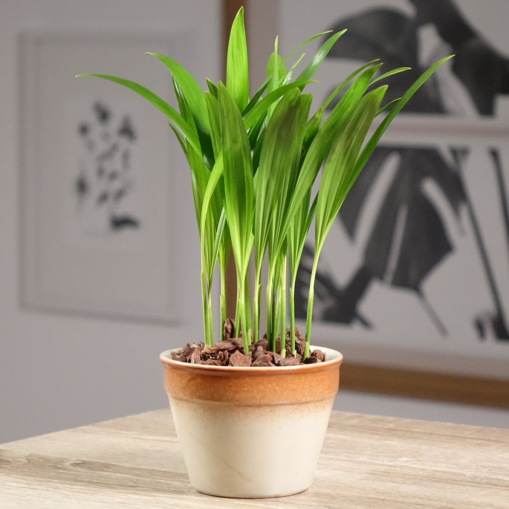 Chrysalidocarpus lutescens - Palmeira-areca