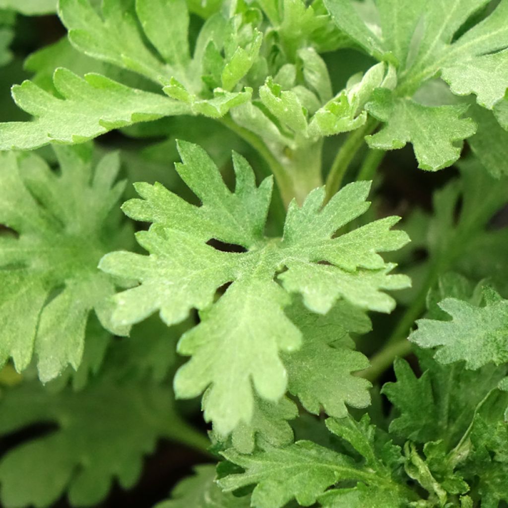 Crisântemo Cedie Mason