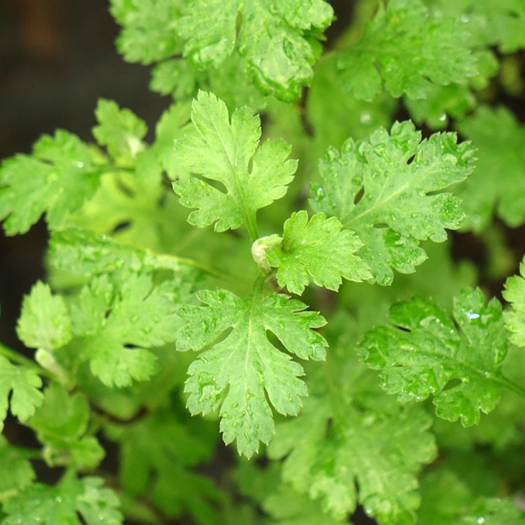 Crisântemo Cottage Apricot