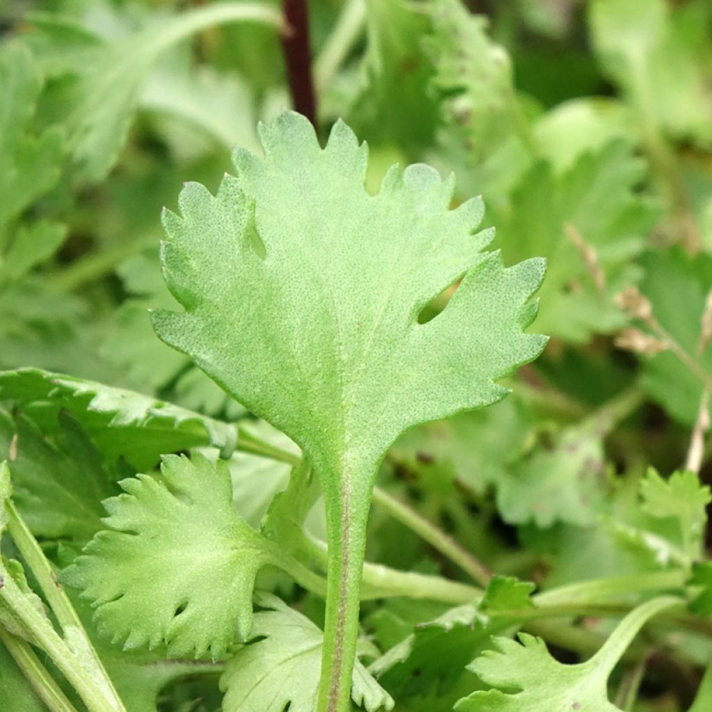 Chrysanthemum arcticum Roseum