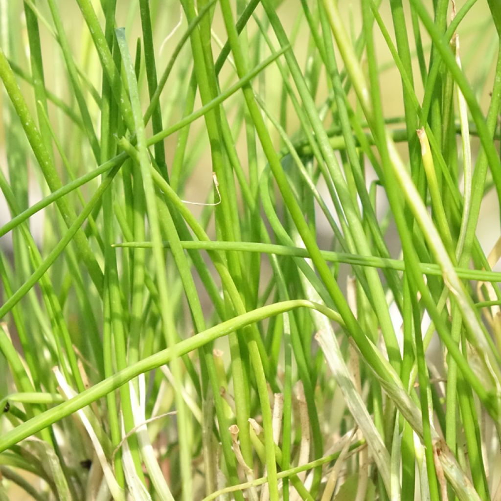 Allium schoenoprasum Corsican White