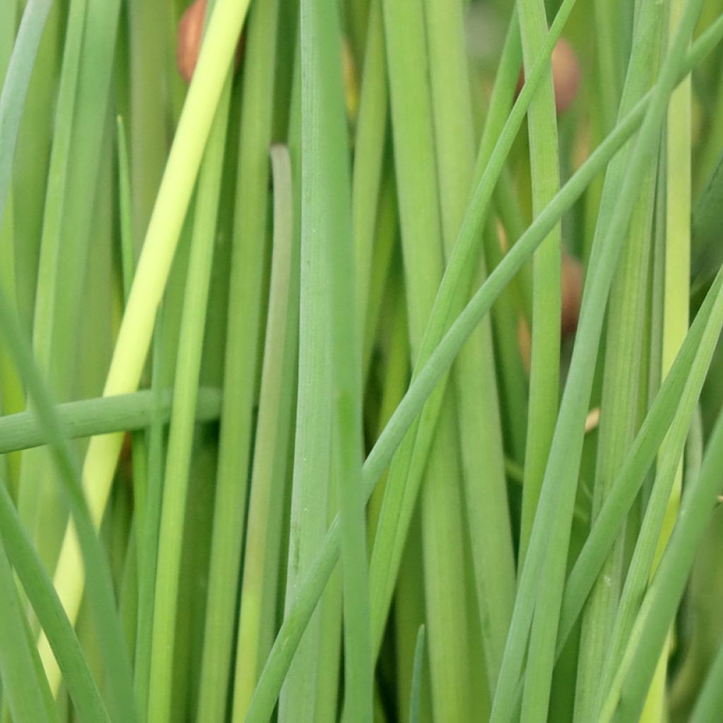 Cebolinho Civet de mudas Bio