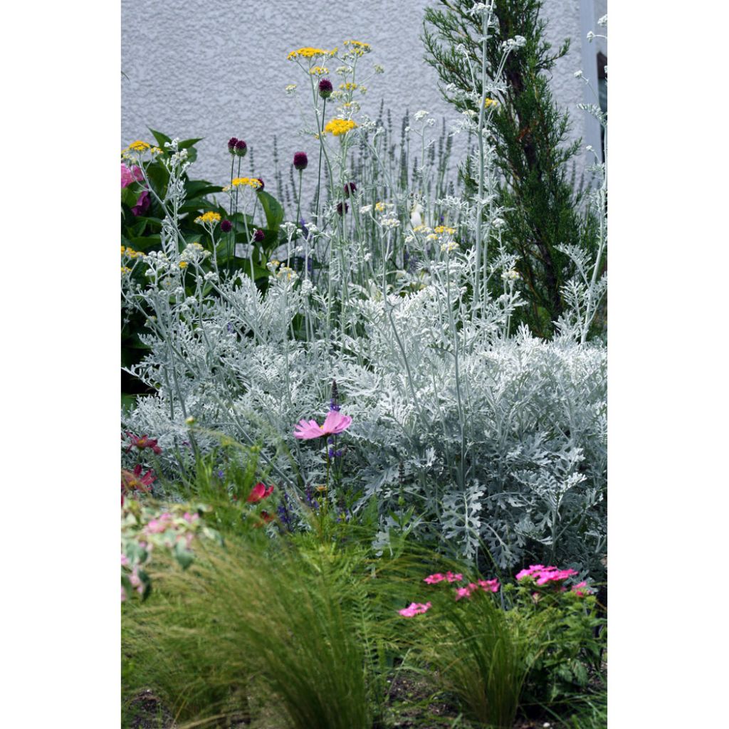 Senecio cineraria Silver Dust em minimottes