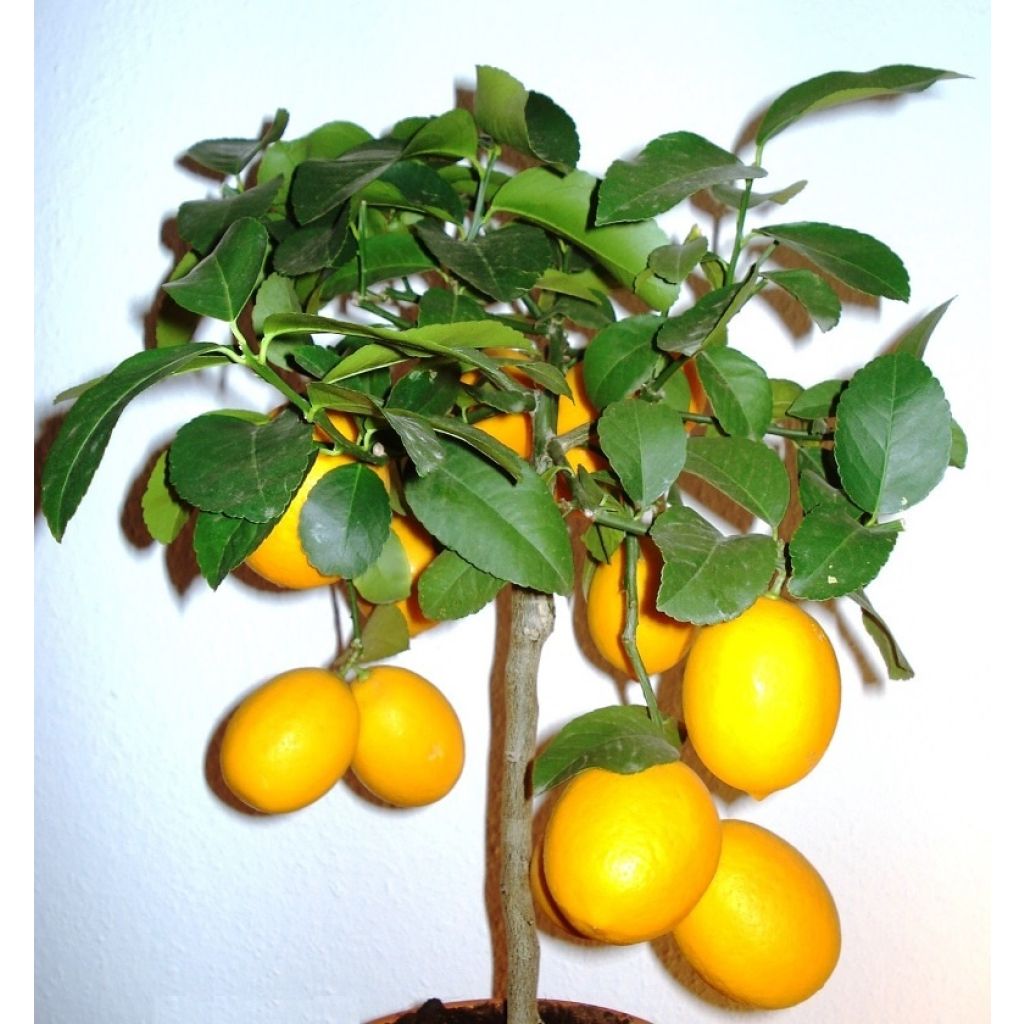 Limoeiro-meyer Meyer - Citrus x limon meyer