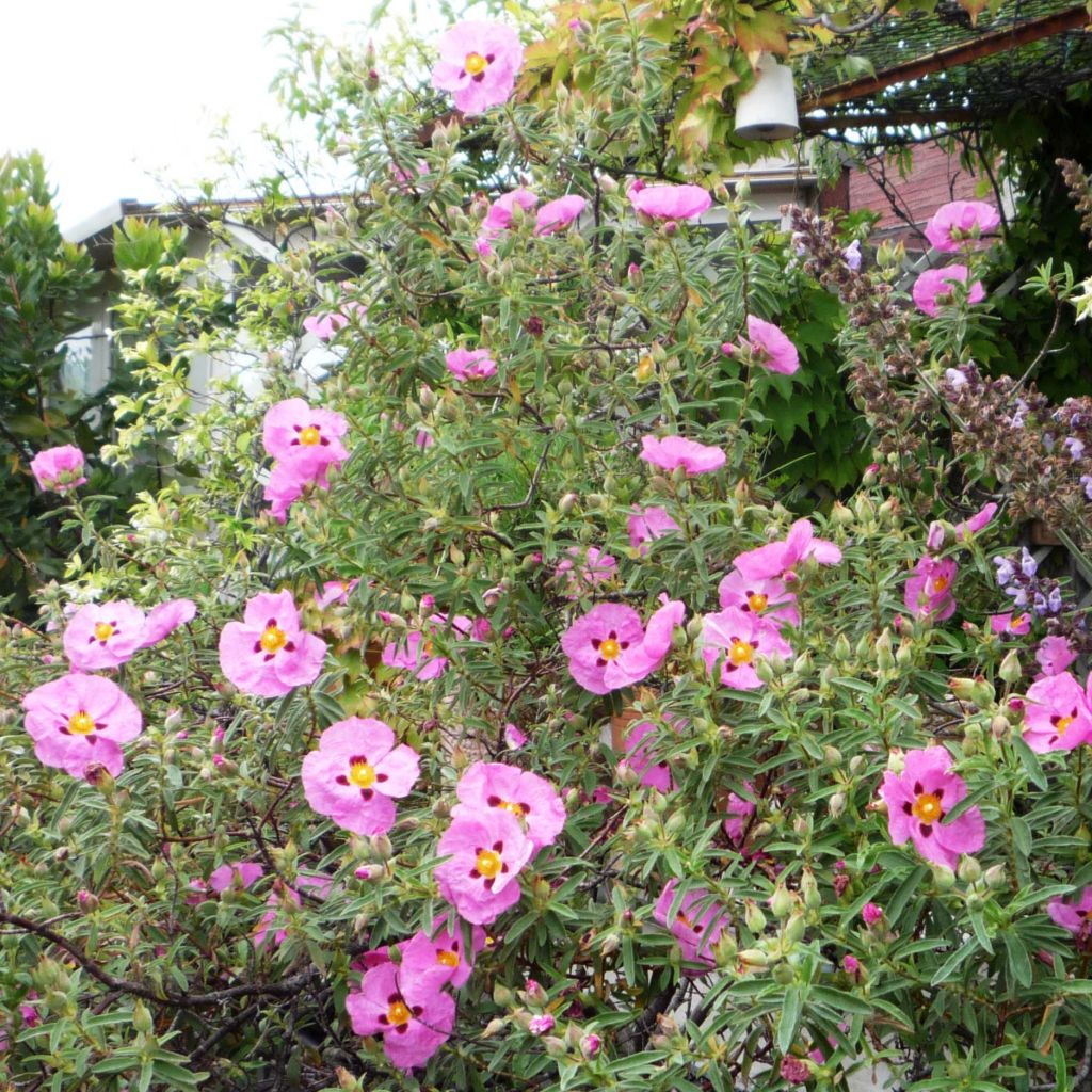 Cistus purpureus