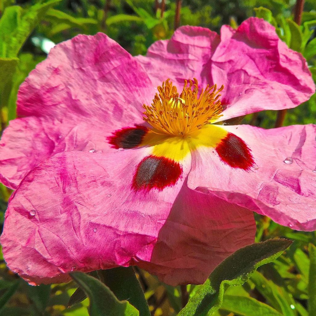 Cistus purpureus