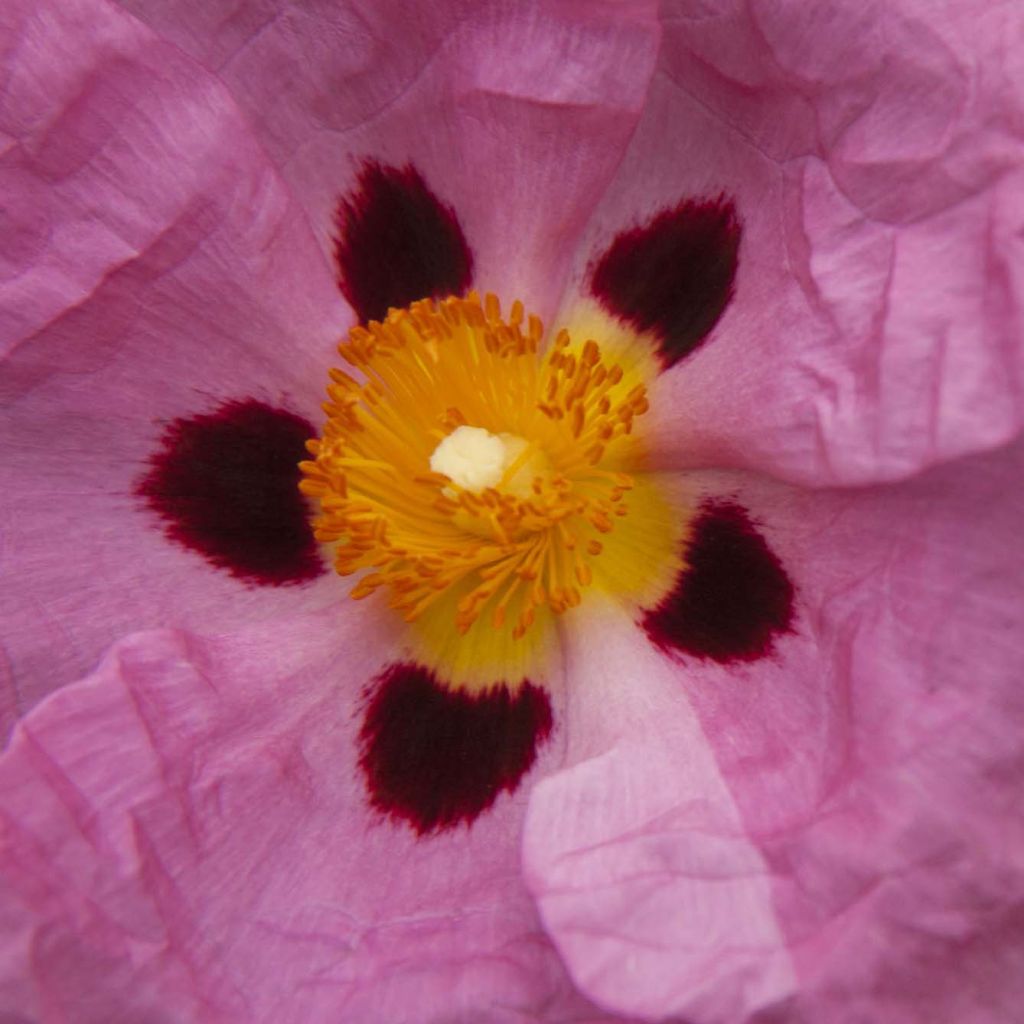Cistus purpureus