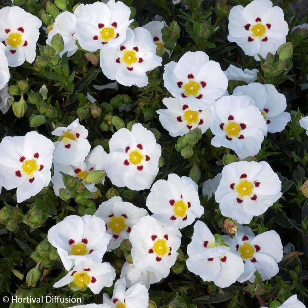 Cistus x lusitanicus Decumbens