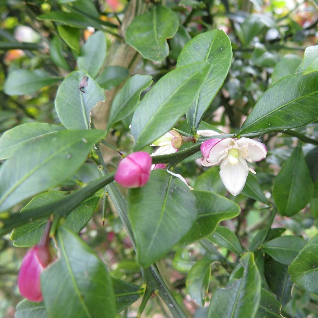 Limão caviar Grãos Vermelhos Red Crystal