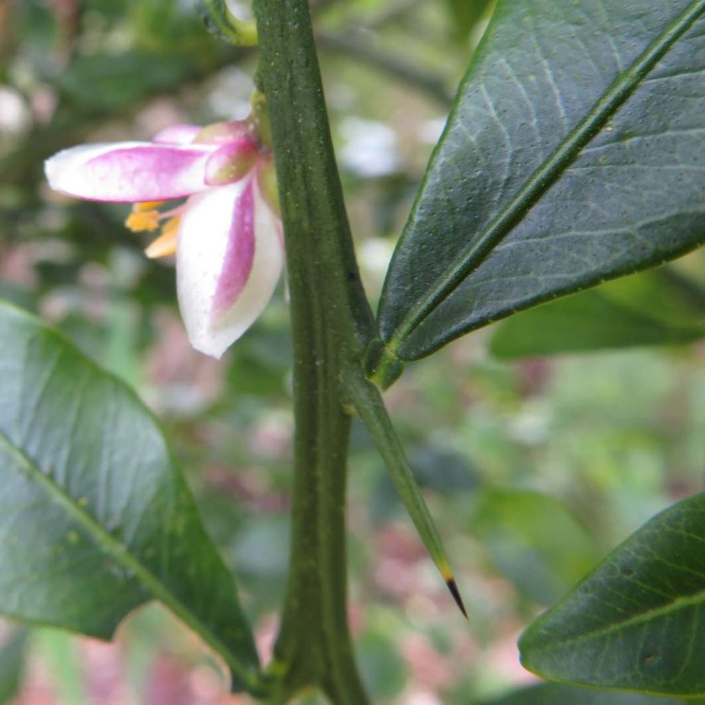 Limão caviar Grãos Vermelhos Red Crystal
