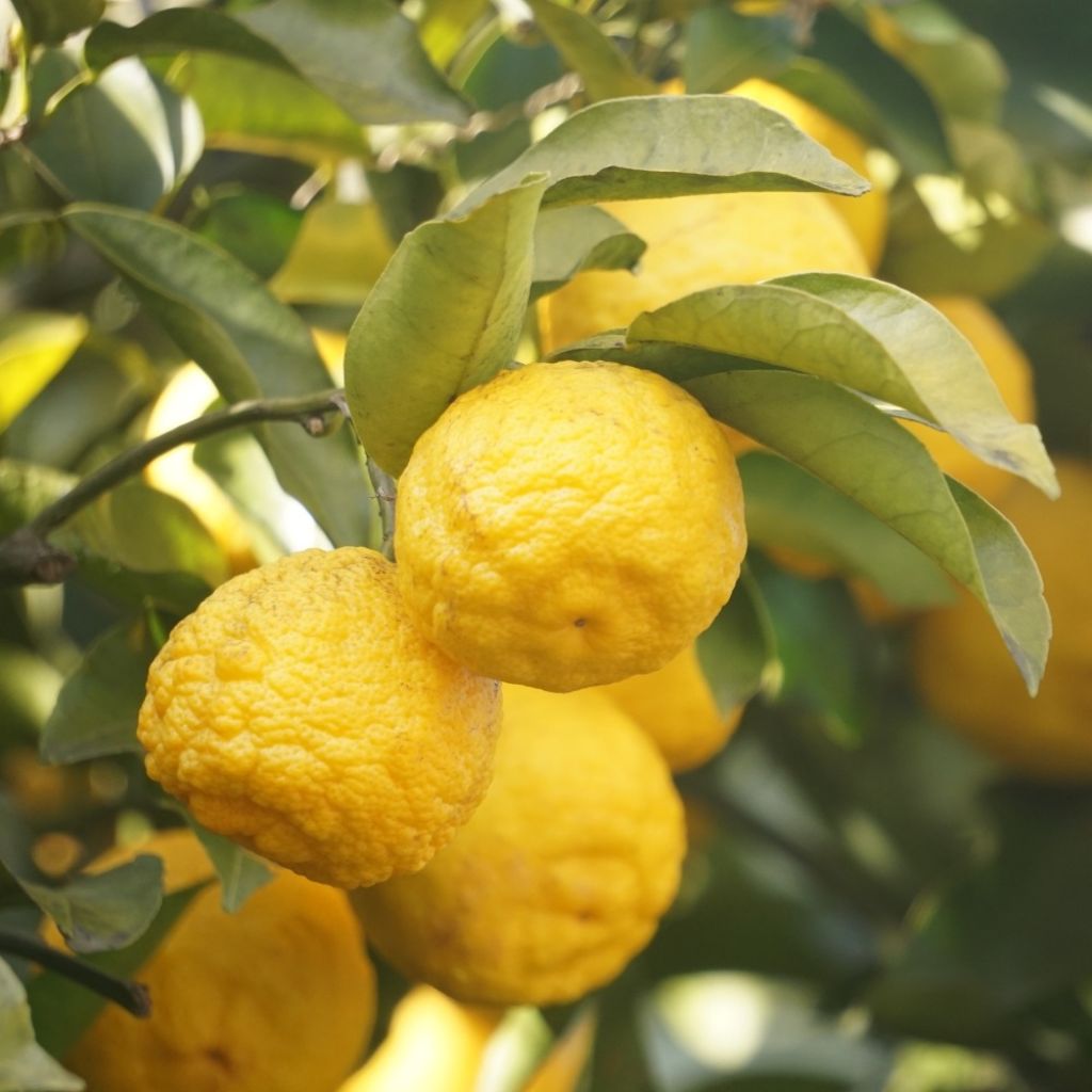 Yuzu - Citrus junos
