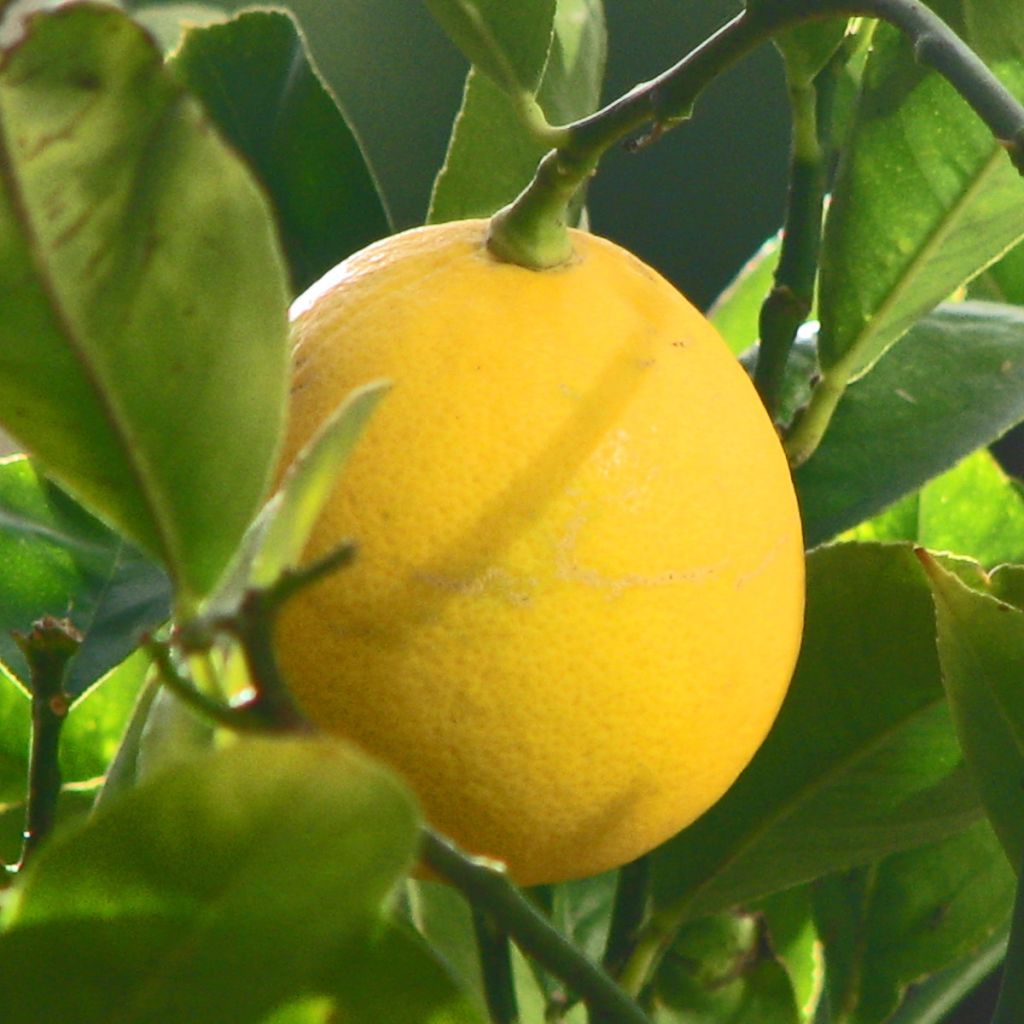 Limoeiro-meyer Meyer - Citrus x limon meyer