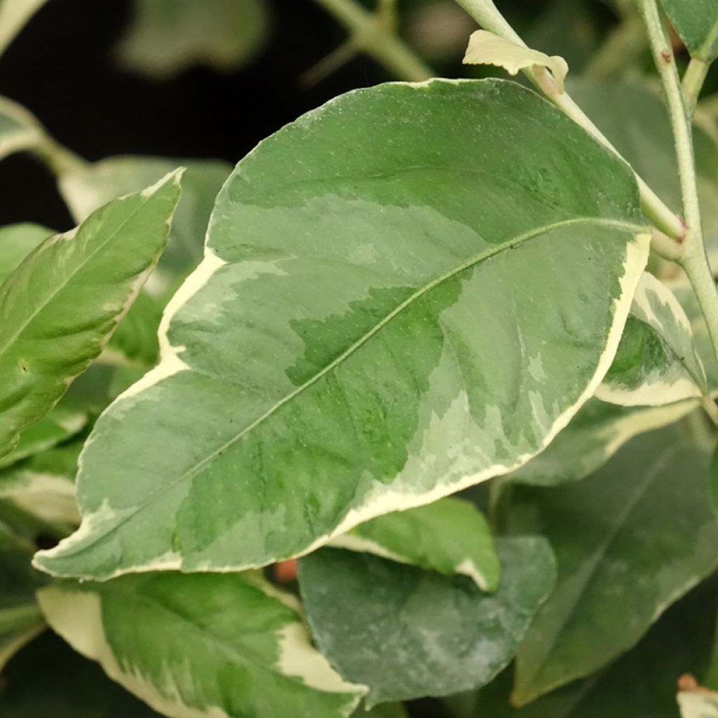 Limoeiro-variegado - Citrus x limon Variegata