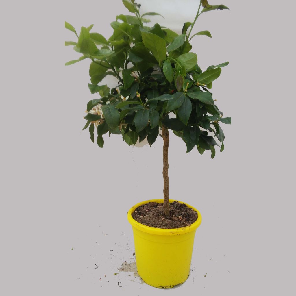 Limoeiro - Citrus limon Femminello Incappucciato