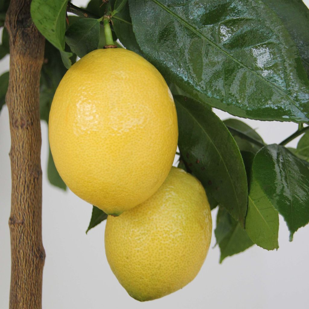 Limoeiro - Citrus limon Lemox