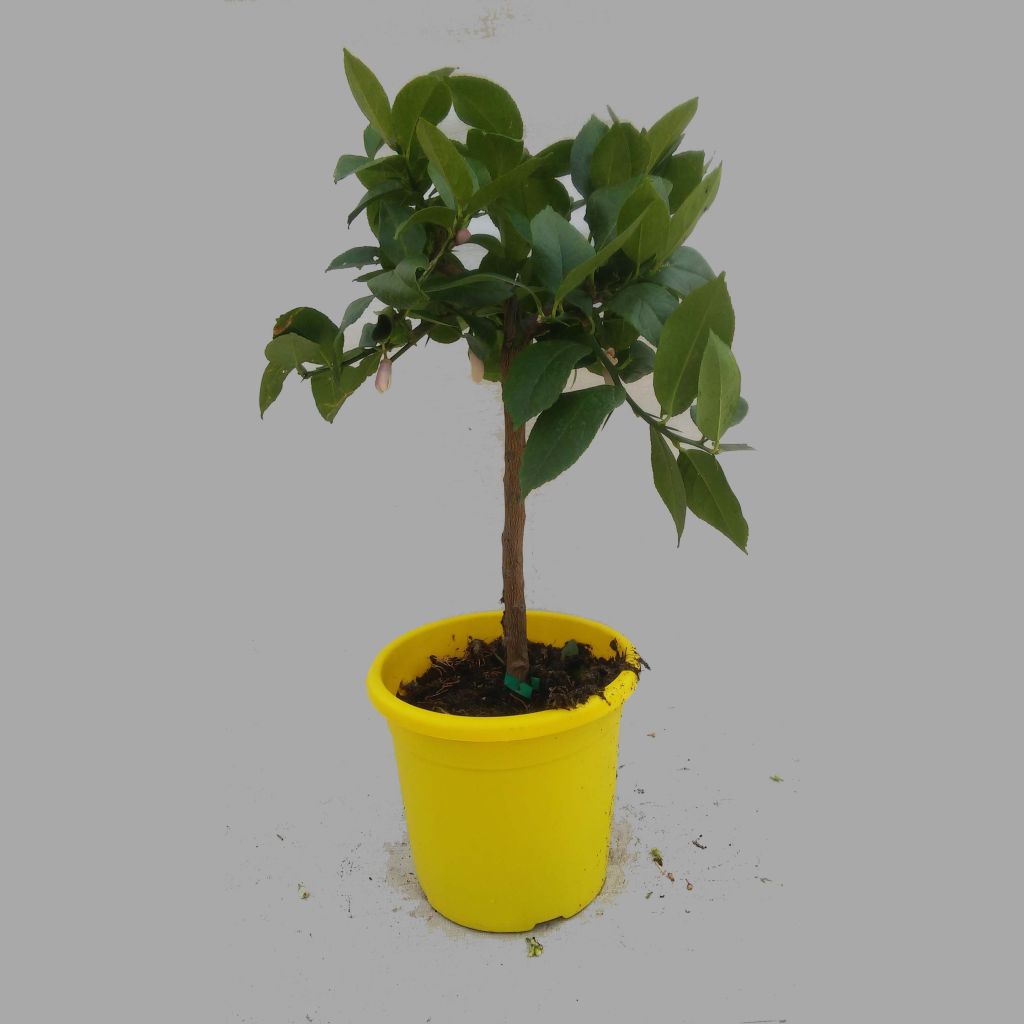 Limoeiro - Citrus limon Lemox