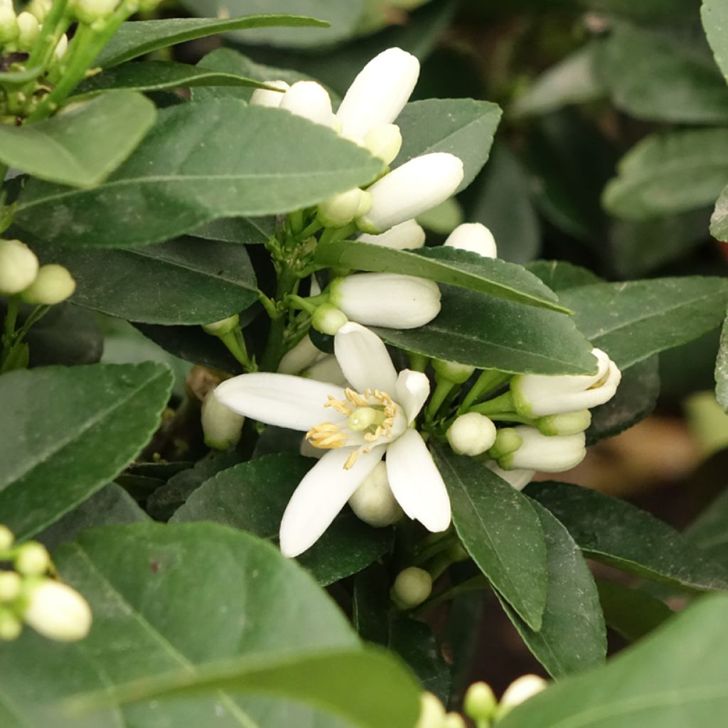 Cidra-vermelha Pigmentata - Citrus medica x limon