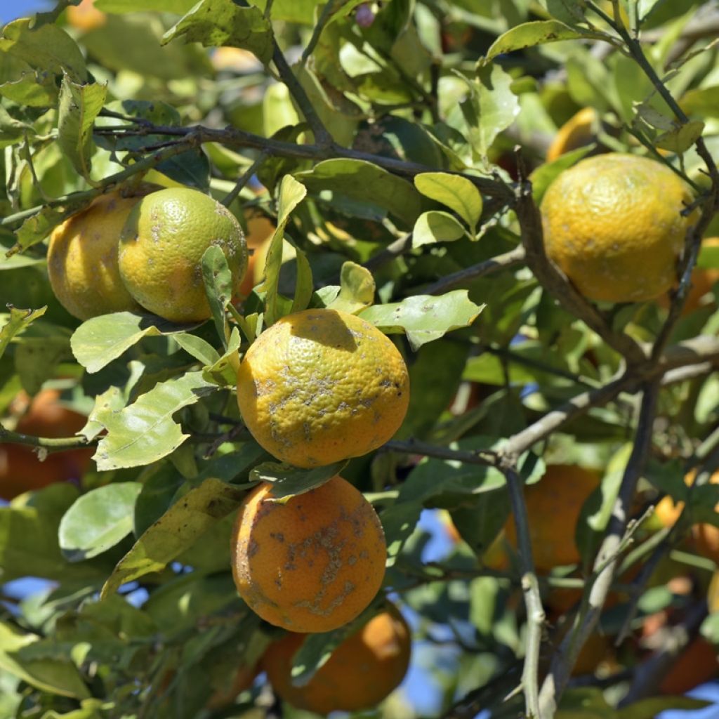 Laranja amarga vermelha - Citrus x Volkameriana / Rangpur
