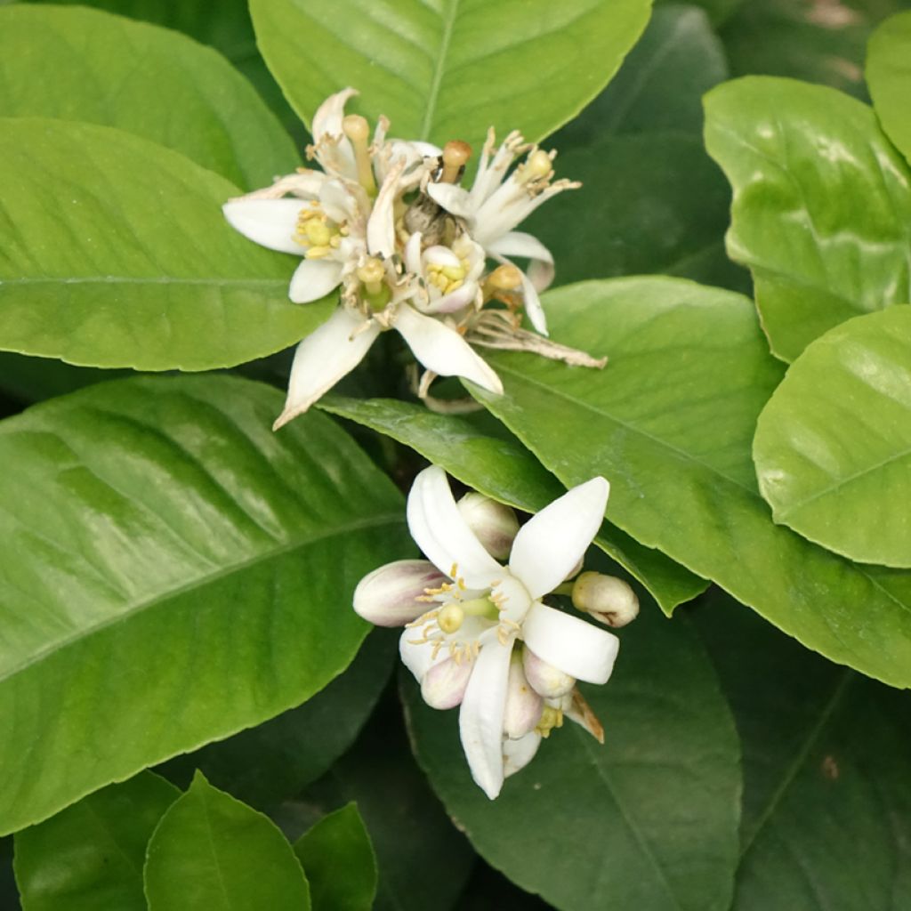 Citrus x Double Blood - Híbrido de sidra Meyer e laranja sanguínea.