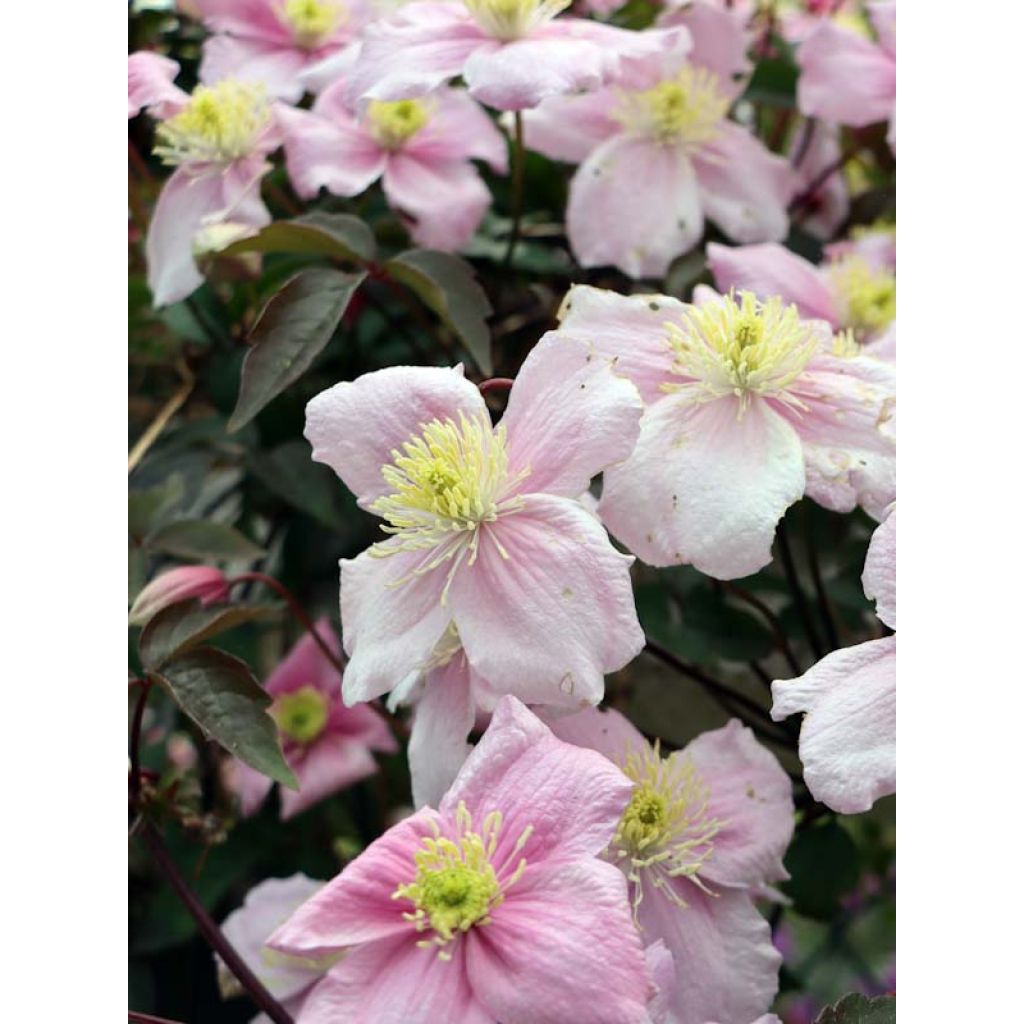 Clematis montana Mayleen