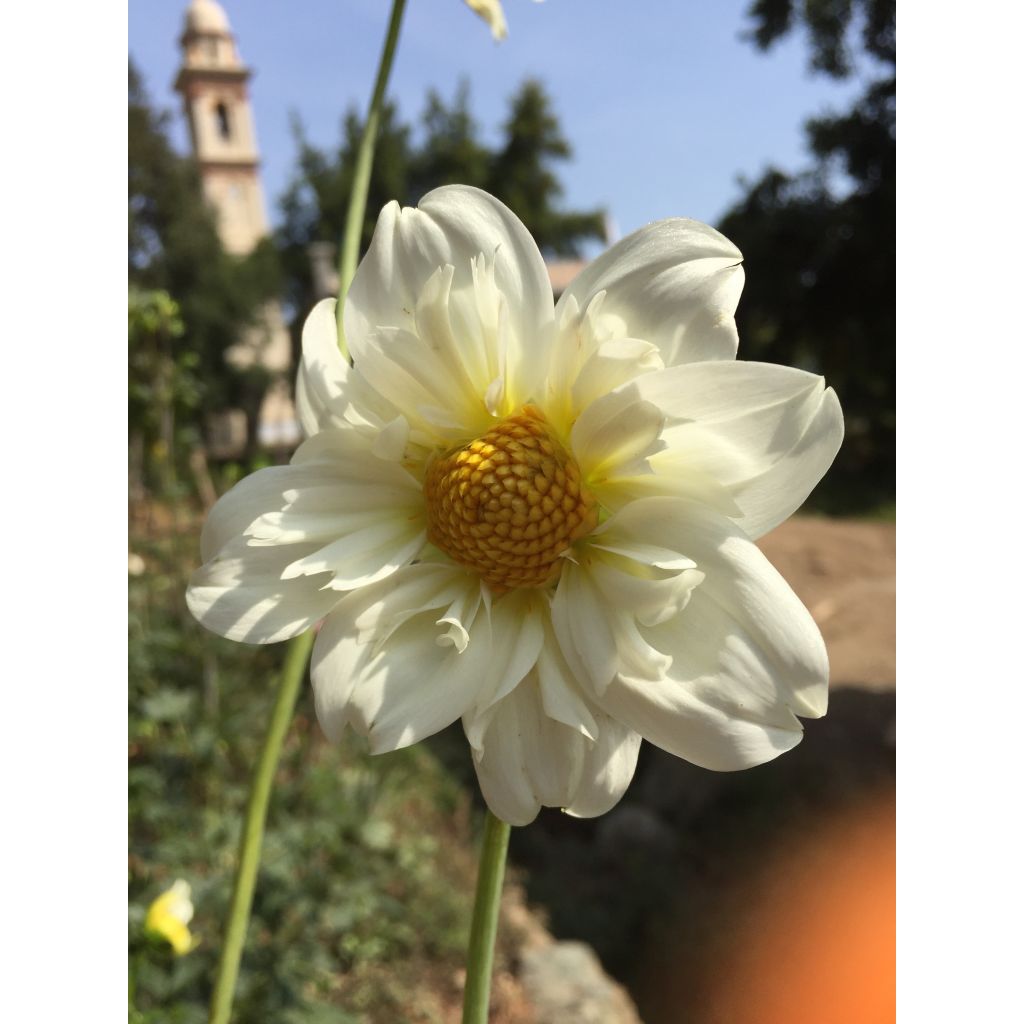 Dália anémona Clair de Lune