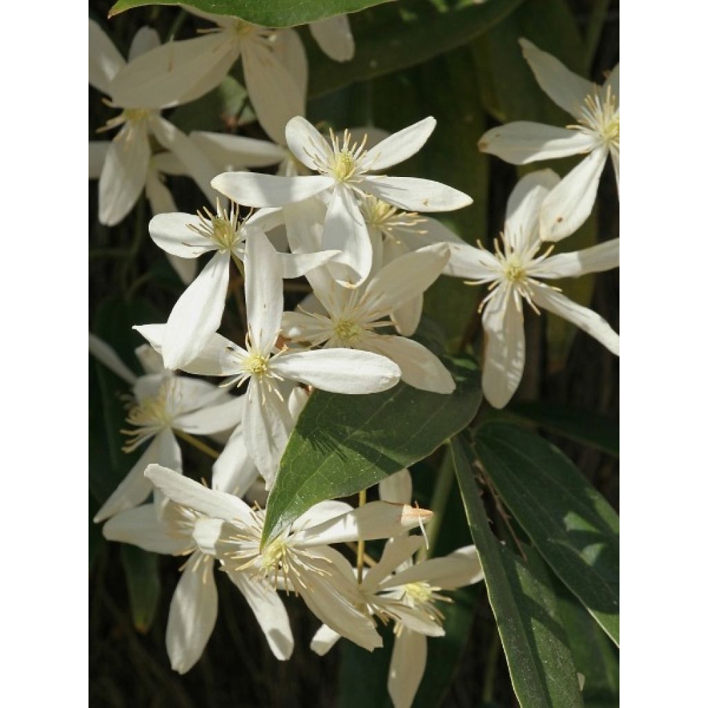 Clematis armandii