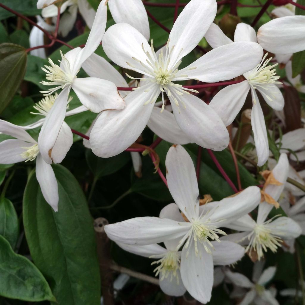 Clematis Hendersonii Rubra