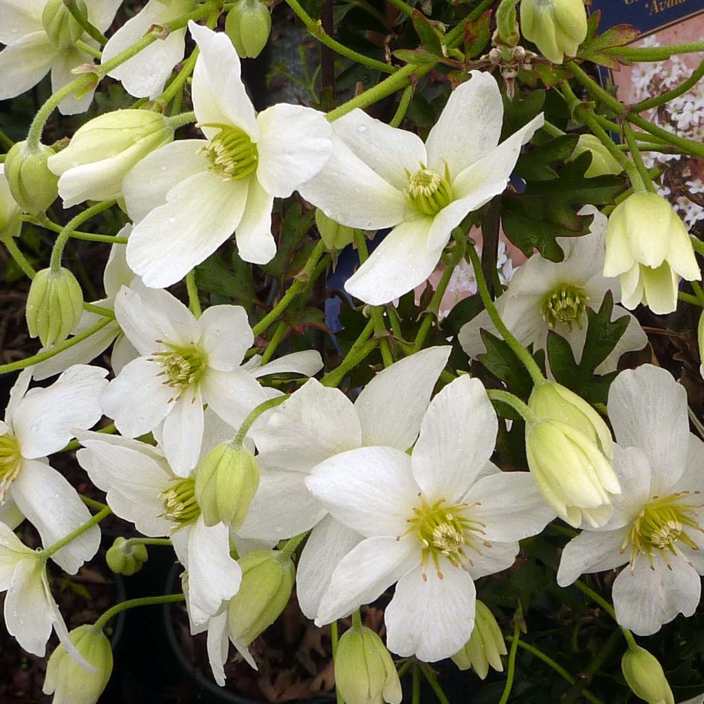 Clematis Avalanche®