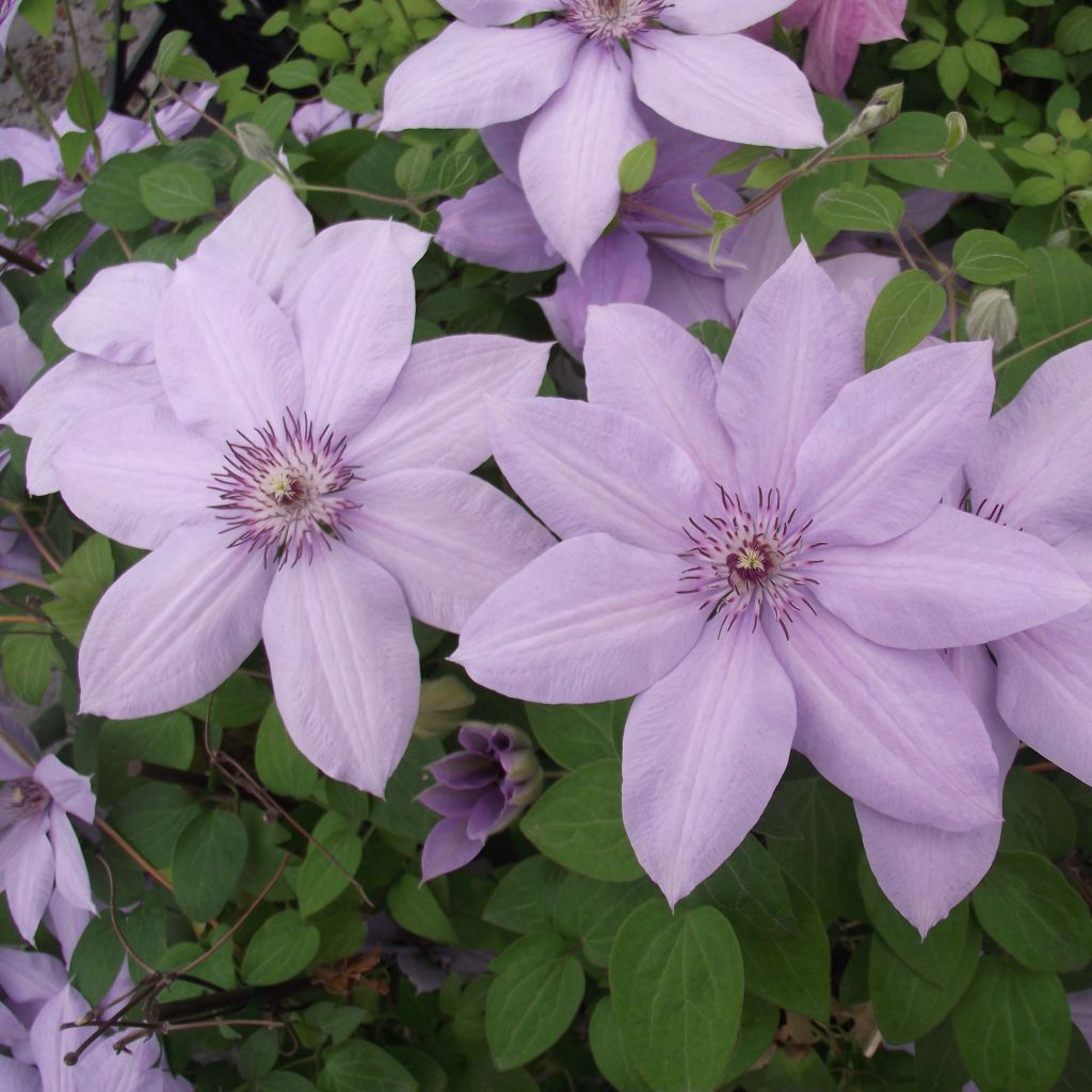 Clematis Bernardine