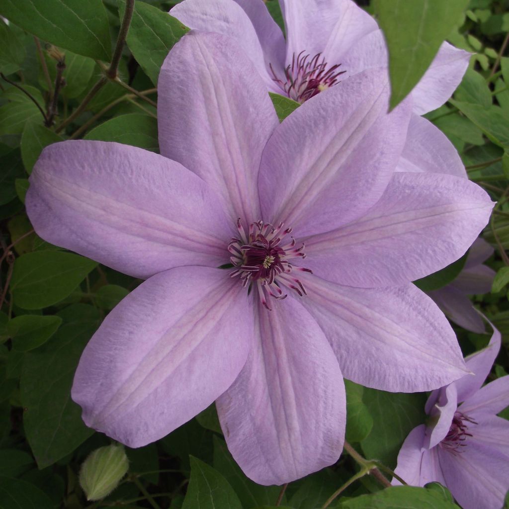 Clematis Bernardine