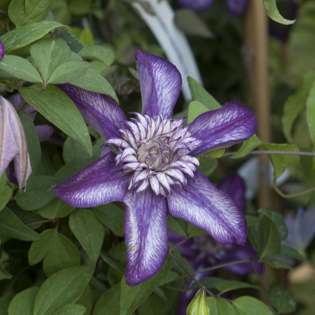 Clematis Cassis