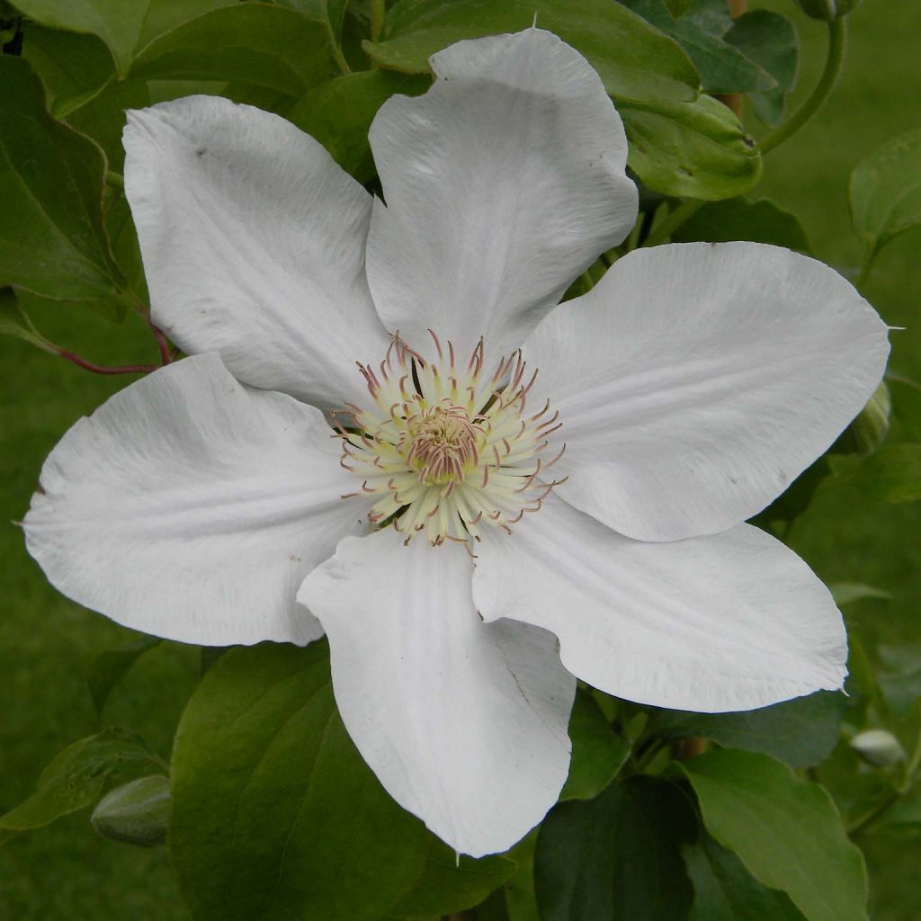 Clematis Chantilly