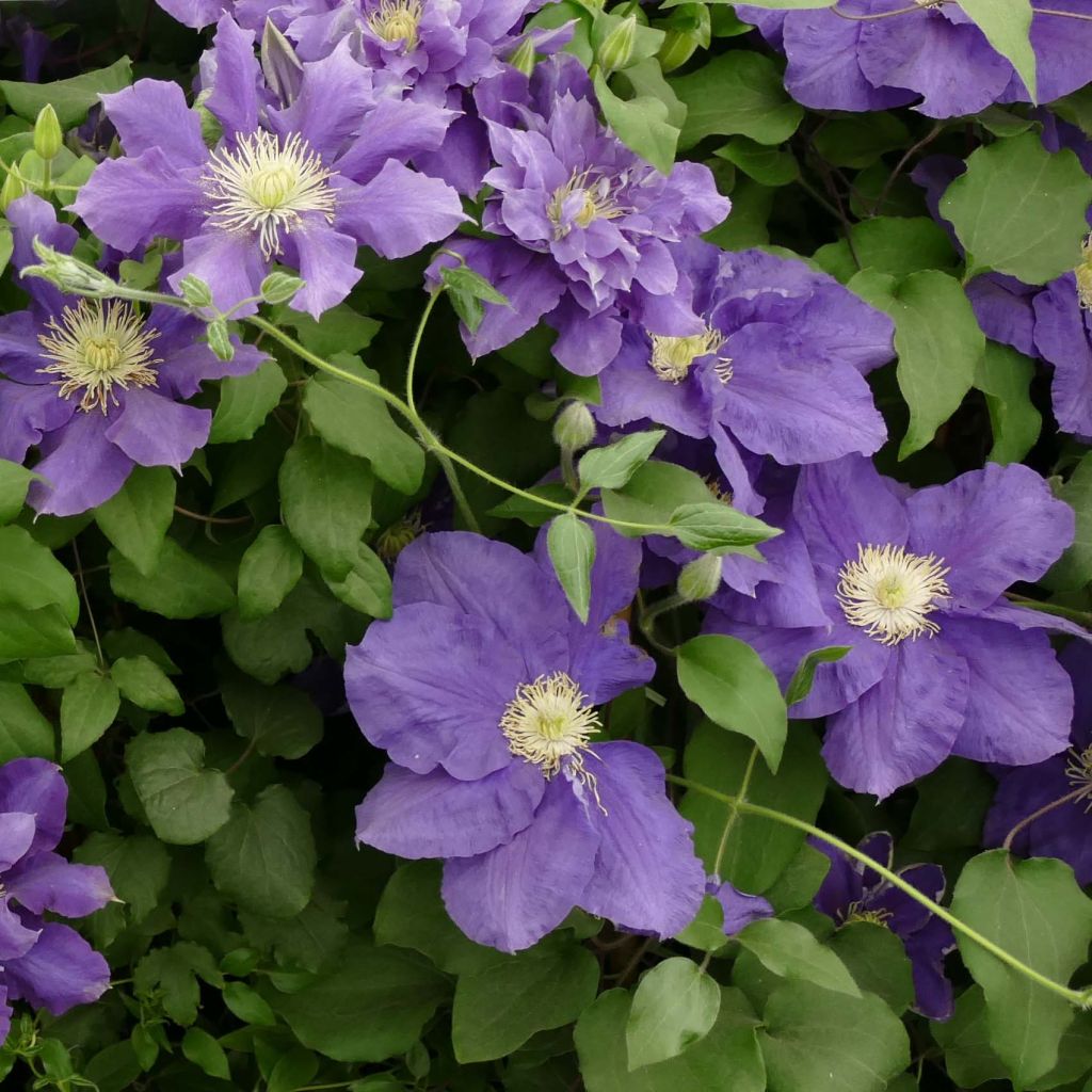 Clematis Chevalier