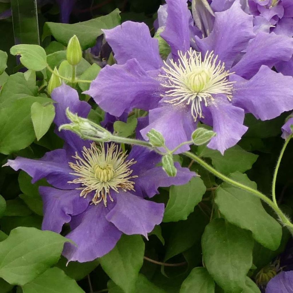 Clematis Chevalier