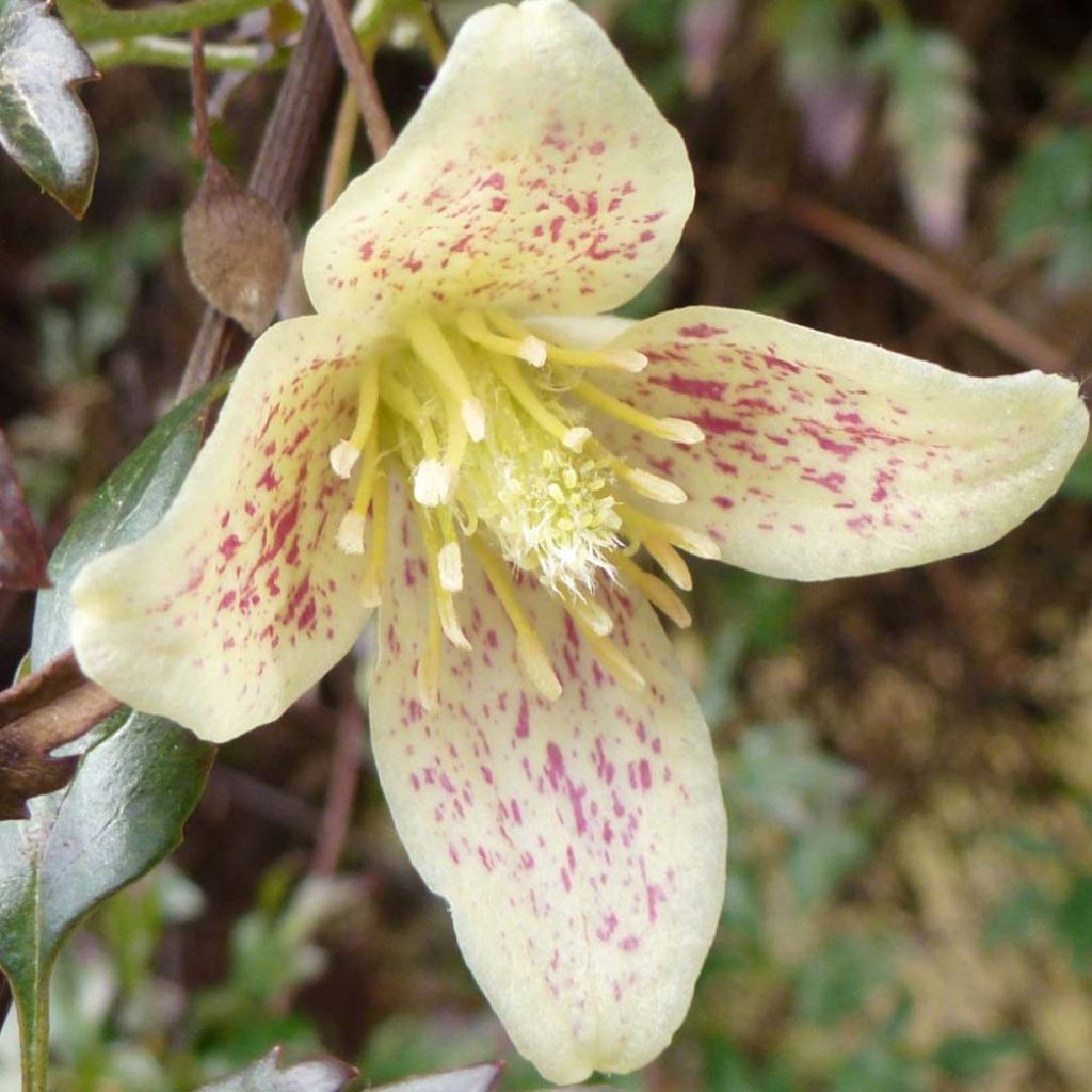 Clematis Balearica