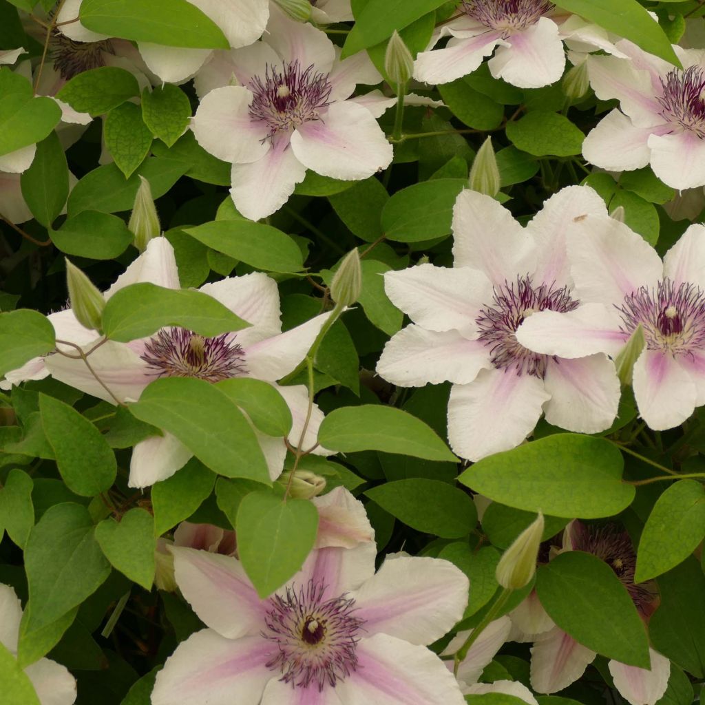 Clematis Countess of Wessex