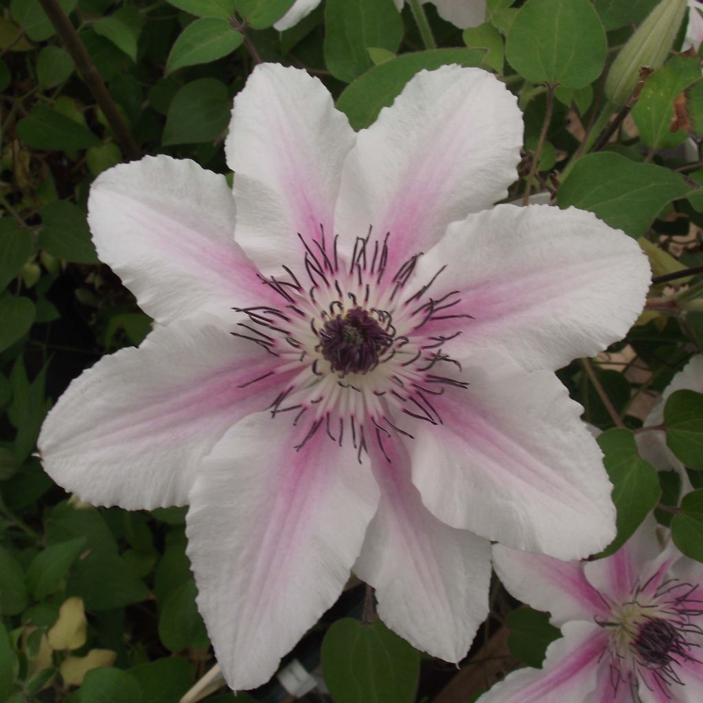 Clematis Countess of Wessex