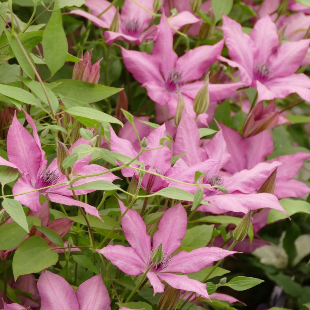Clematis Giselle