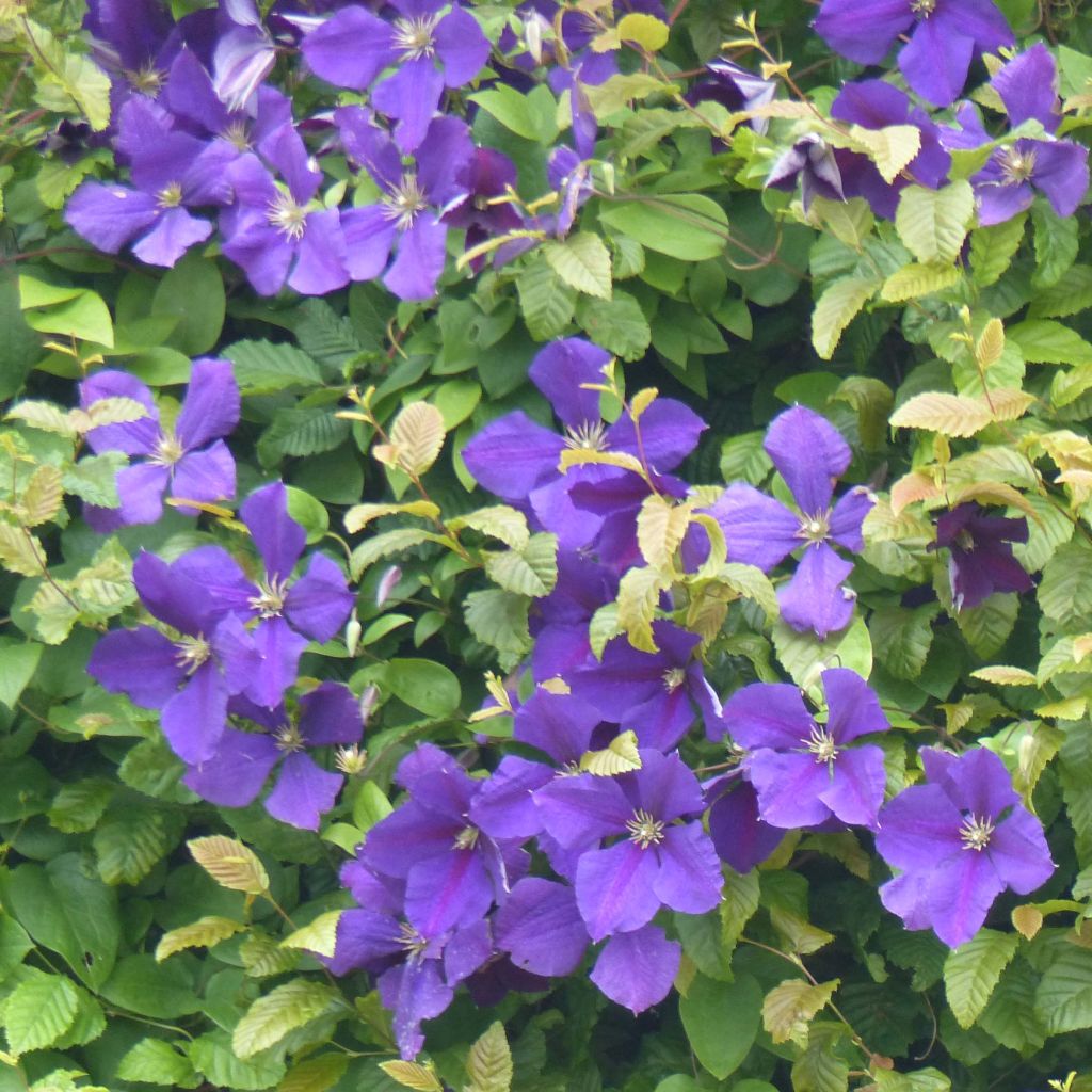 Clematis jackmanii