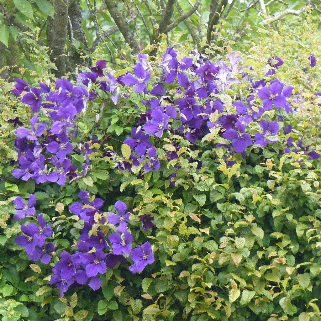 Clematis jackmanii