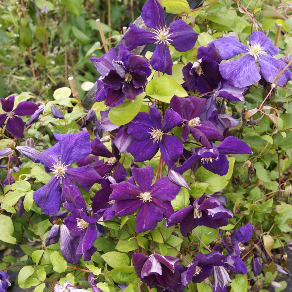 Clematis Superba