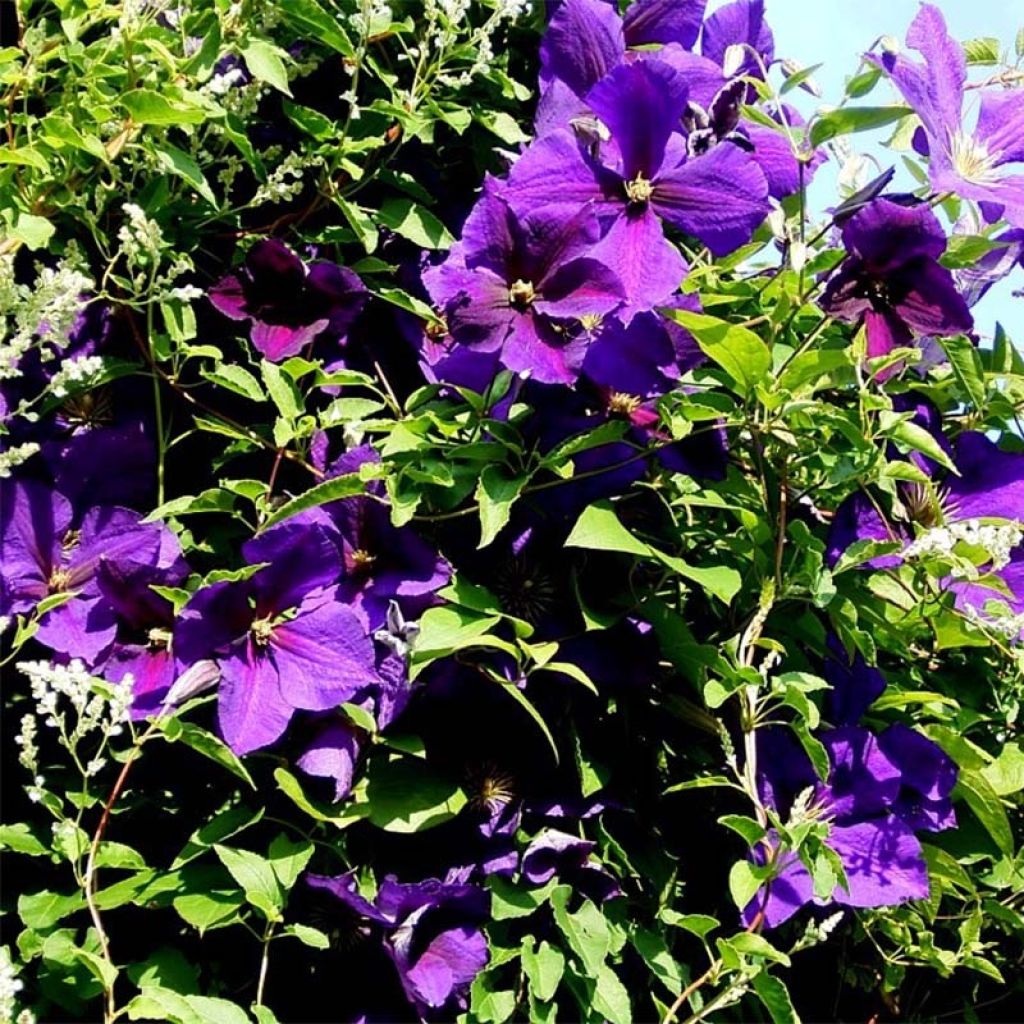 Clematis Superba