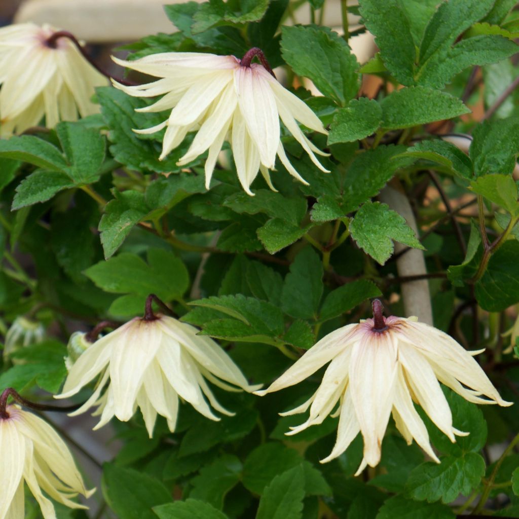 Clematis Amber